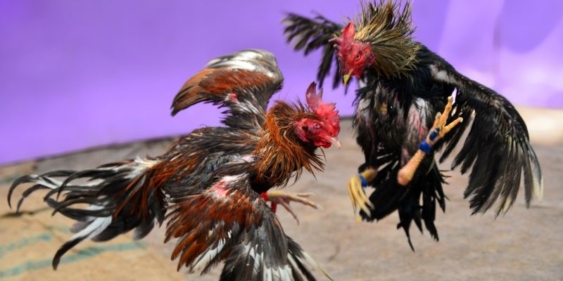 8s bet KM Game Bài 3d