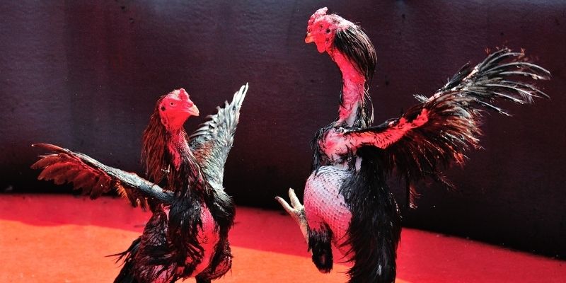 8s bet thị trường baccarat là gì