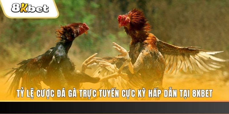 8s bet c1 gà chọi