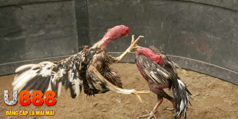 8s bet đăng nhập tiến lên miền nam số 1